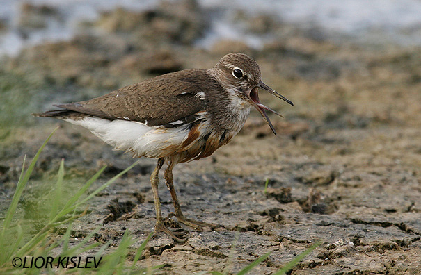 ביצנית לבנת בטן Common Sandpiper Actitis hypoleucos        ביוב בהד1,הר הנגב,אפריל 2006